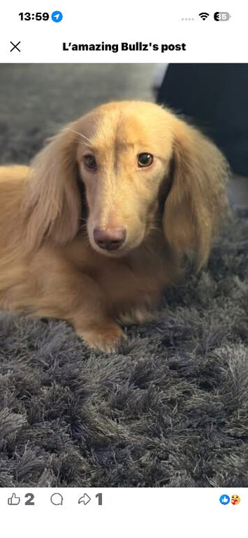 Only 2 left Petite size long haired kc dachshund puppies highly dna tested parents low coefficient %