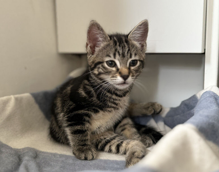 Adorable Kitten Tabby Girl &ndash; 11 Weeks Ready Now for Her Forever Home