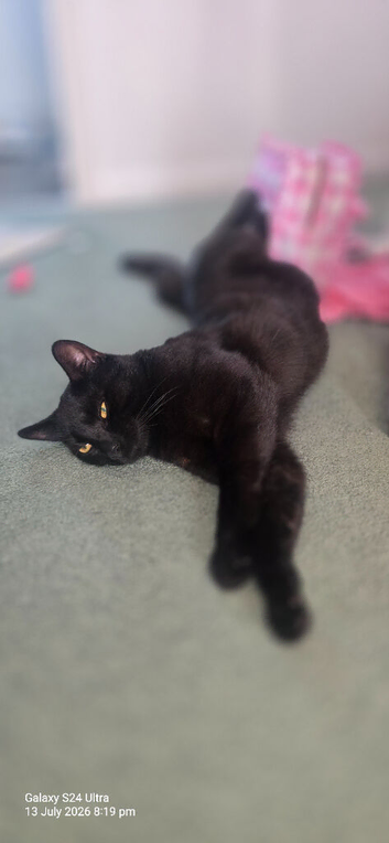 Male Kitten looking for a new home