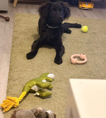 cocker spaniel X Pomeranian ( Cockeranian ) 16 week old puppy