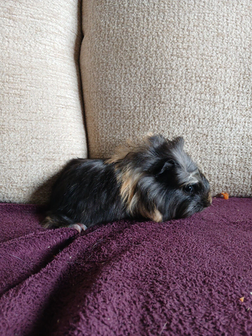 Beautiful baby guinea pigs