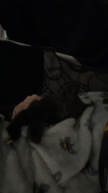 Beautiful Fluffy Female Kitten - Raven
