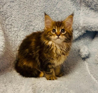 Beautiful TICA Active Registered Kittens