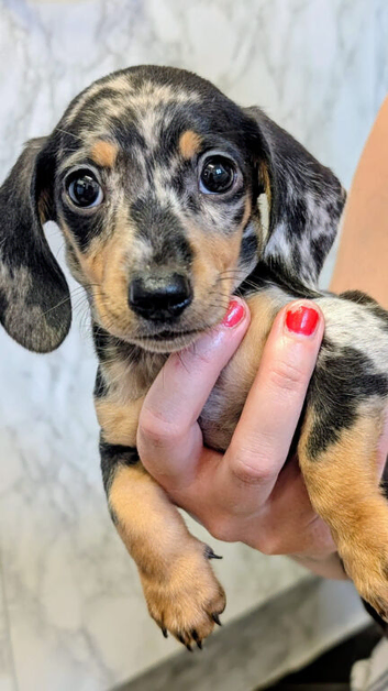 Two miniature dapple dachshunds