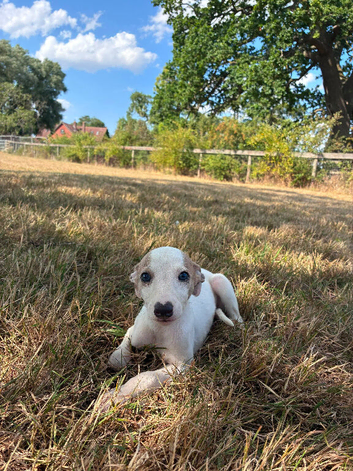 Gorgeous whippet puppies ready to go to their forever homes