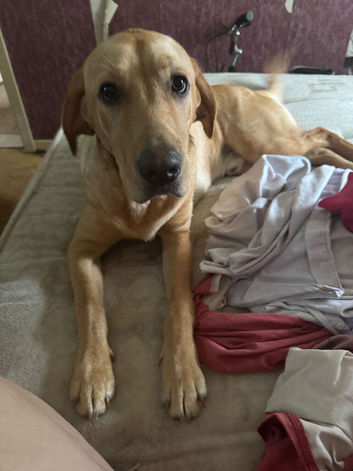 Rio a dark  golden Labrador for sale