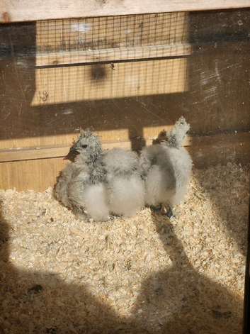 silkie babies