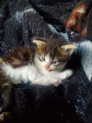 female kitten