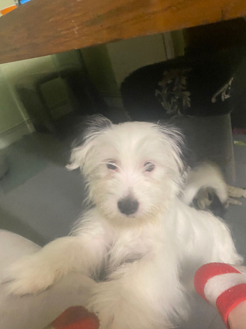 Apso lapso