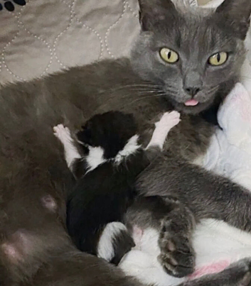 Ragdoll X Kittens