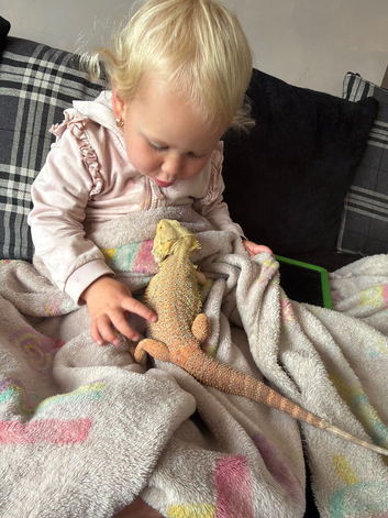 Young tame bearded dragon and set up.