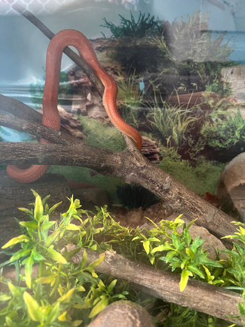 Corn snake and large viv