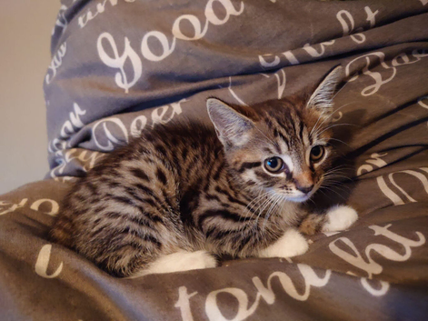 Beautiful Bengal kitten for sale