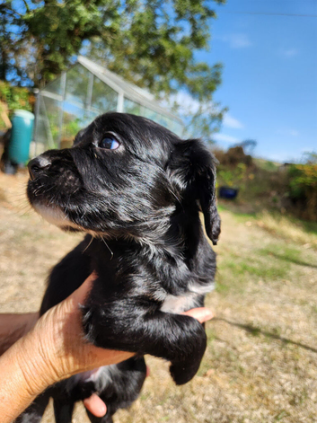 Cocker Spaniel Puppy