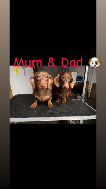 Beautiful litter of miniature dachshunds