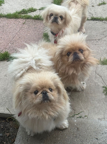 2 Rare gorgeous apricot & white pekingnese part-coloured boy 14 months