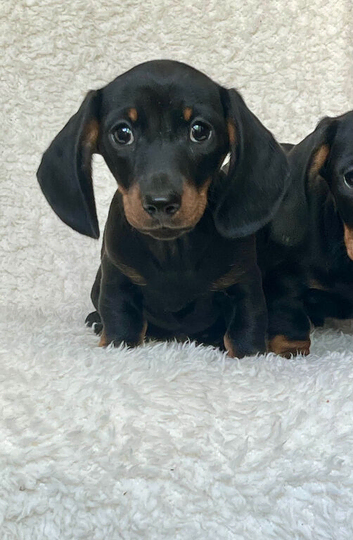 Beautiful miniature dachshund puppies