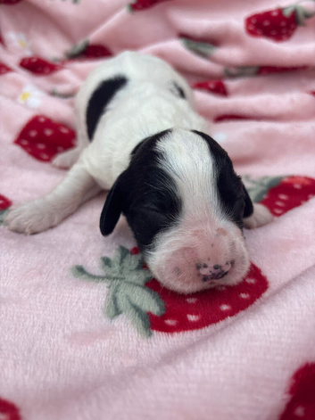 cocker spaniel pups