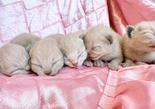 Bengal x ragdoll