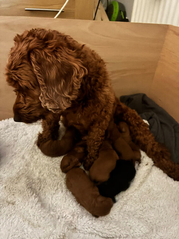 Cockapoo X Toy poodle puppies Red