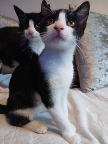 Black/white fluffy tortoise shell male kitten