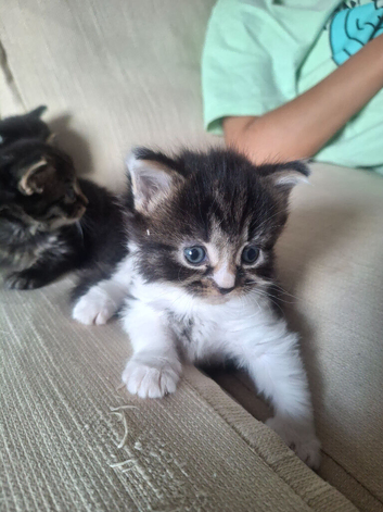 Beautiful fluffy kittens