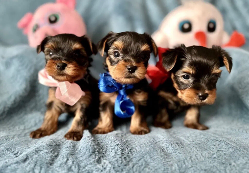Beautiful Miniature Yorkshire terrier puppies