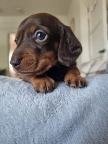 KC REG mini dachshund puppies