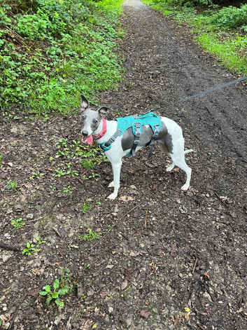 2 years old whippet bitch