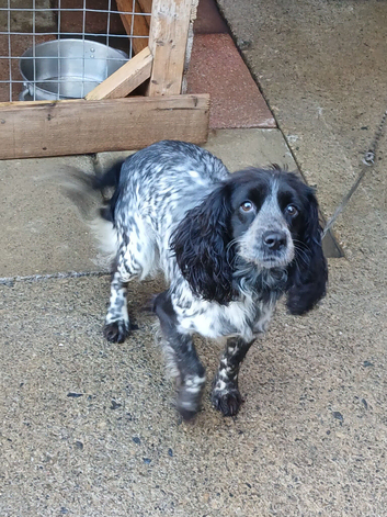 Cocker spainel bitch for sale