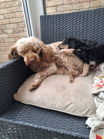Lovely cockapoo puppy