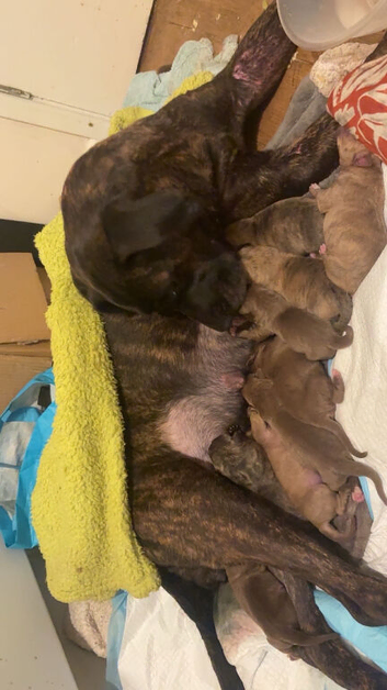 Beautiful puppies