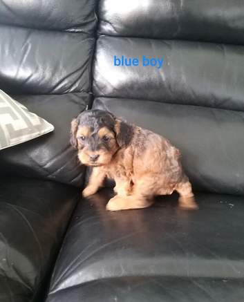 Cockapoo Puppies