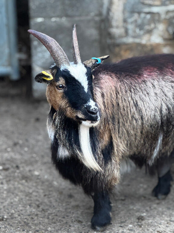 Pygmy goat nanny&rsquo;s