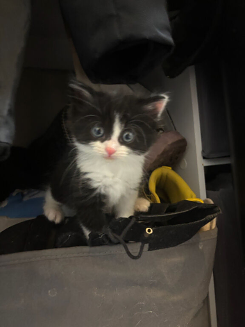 Alan needing a new home