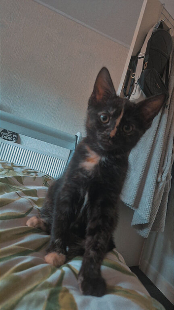 Female 12 week old kitten ready to rehome