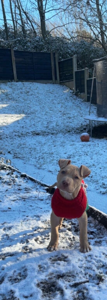 Puppy