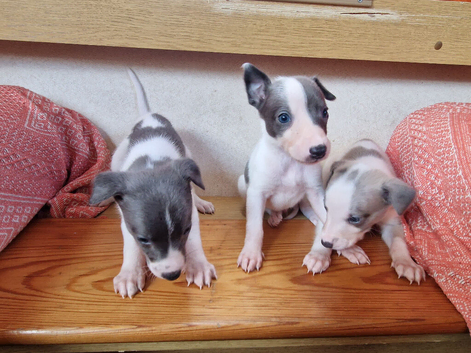 Kc registered whippet pups
