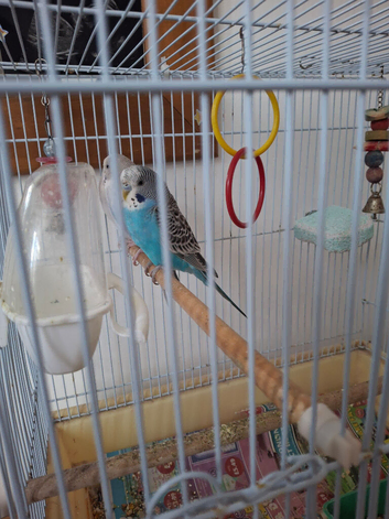 Love baby budgies and cockatiel ready for there new home.