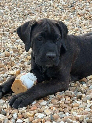 Cane Corso x Dogue de Bordeaux READY NOW
