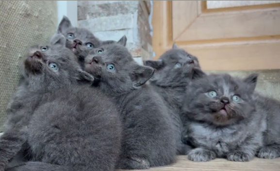 British short hair kitten