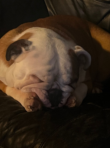 English Bulldog