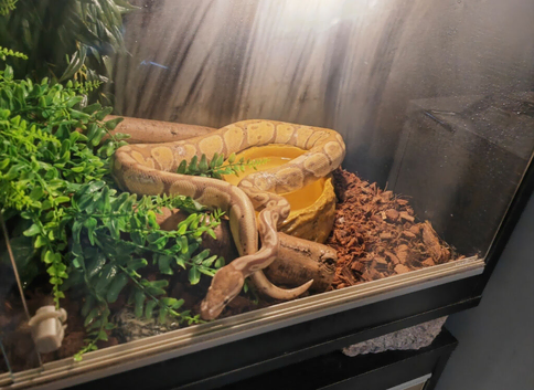 Beautiful male banana ball python