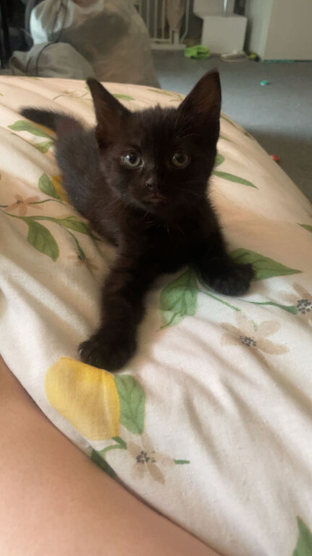 black kitten