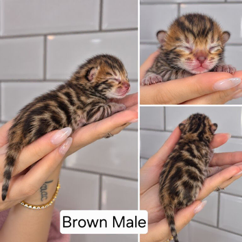 Exquisite Pedigree Bengal Kittens