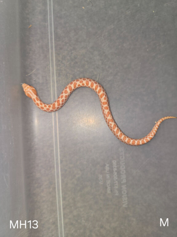 Baby Hognoses