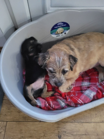 6yr old border terrier bitch needs loving home