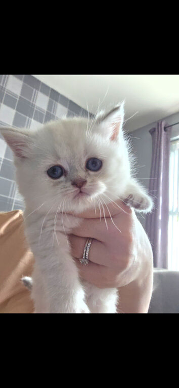 british short hair kittens