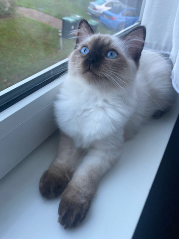 GCCF Ragdoll Kittens