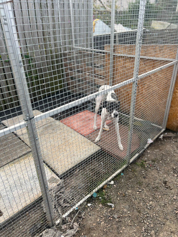 Suluky whippet greyhound bull